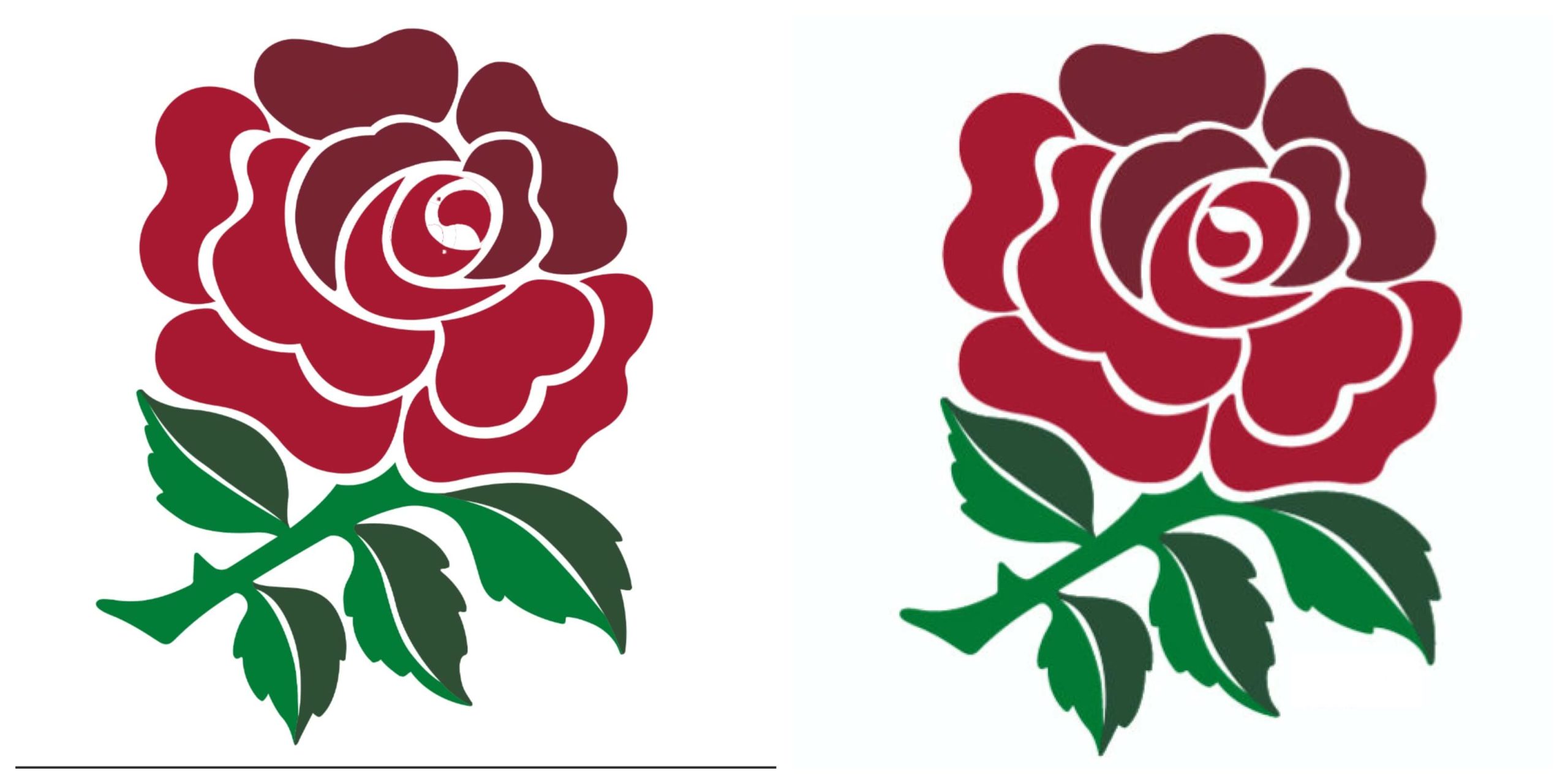 Rose symbol of england